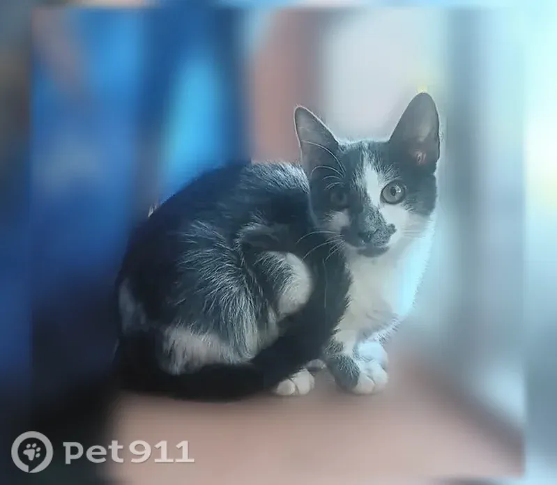 Lost cat, Sly Song Circle, Organ, Albuquerque — shy female with a gray smudge on her nose - photo