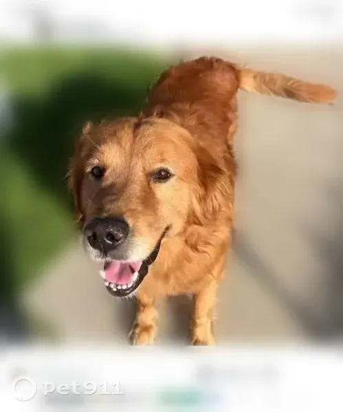 Lost male dog, Elizabeth Drive, 1703, Carrollton — red golden retriever - photo