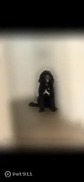 Lost dog, West 1800 South, 2696, Ogden — male Golden berna doodle with a white chest spot - photo