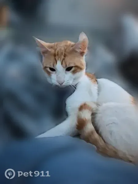 Lost cat, Sherwood Forest Trail, 9, Lugoff, Charlotte — male with a dark blue harness - photo