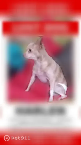 Lost female dog, Tileston Avenue, Zanesville, Cincinnati — wears a diaper - photo