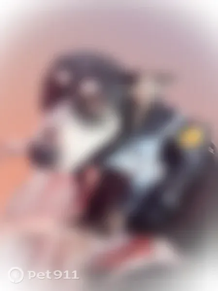 Lost female dog, East Florence Avenue, 1600, Los Angeles, Arlington — black and brown Husky-Belgian Malinois mix - photo