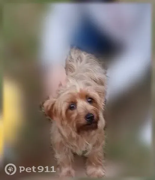 Lost dog, Mosley Road, 7902, Houston, Crosby — female, golden tan with no tail - photo