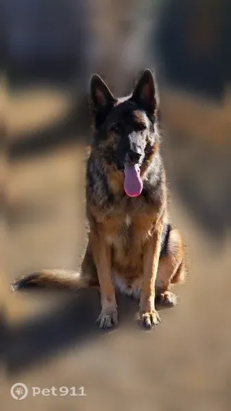 Lost male dog, Phipps Circle Northeast, 2507, Salem, Salem — brindle German Shepherd - photo