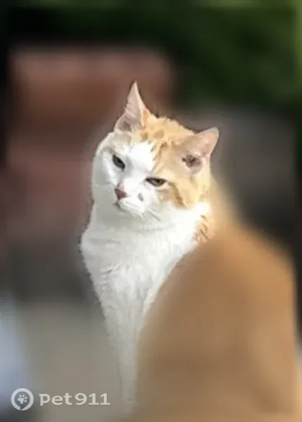 Lost cat, male, Woodland Heights Drive, Avon, Chicago — orange spot on left cheek - photo