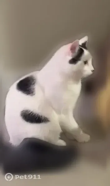 Lost male cat, John Marshall Highway, 1770, Front Royal — white with black spots - photo