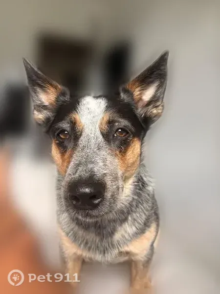 Lost dog, Sheepfold Path, Stoneham, Medford — female with blue heeler coloring - photo