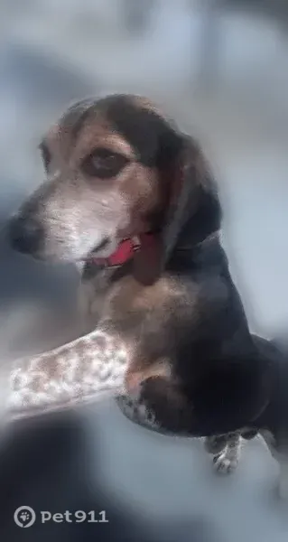 Lost dog, State Highway S-19-313, South Carolina, Augusta — male with an orange collar - photo