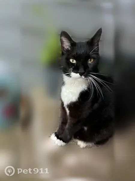 Lost cat, Sunwood Drive Northwest, 476, Salem — male tuxedo with green eyes - photo
