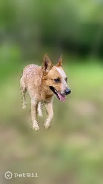 Lost dog, Lock 3 Road, 150, Batesville — male Australian cattle dog with bobbed tail - photo
