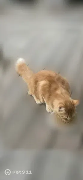 Found cat, Lewellen Street, 1200, Wichita — friendly orange tabby with a fluffy white-tipped tail - photo