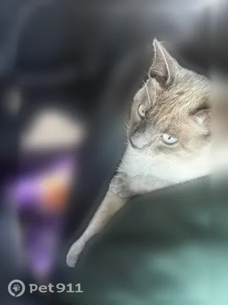 Lost male cat, Kingston Drive, Waynesboro, Swainsboro — Siamese cat with blue eyes - photo