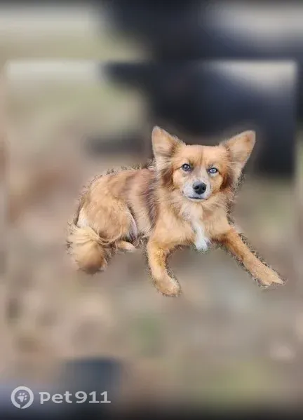 Lost female dog, Durington Road, Missouri, Buffalo — small and fox-like - photo