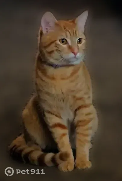 Lost cat, Klamm Road, 5308, Kansas City — 6-month-old male with a purple flea collar - photo