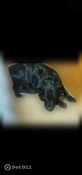 Lost female dog, Durington Road, 219, Buffalo — black-and-golden retriever mix - photo