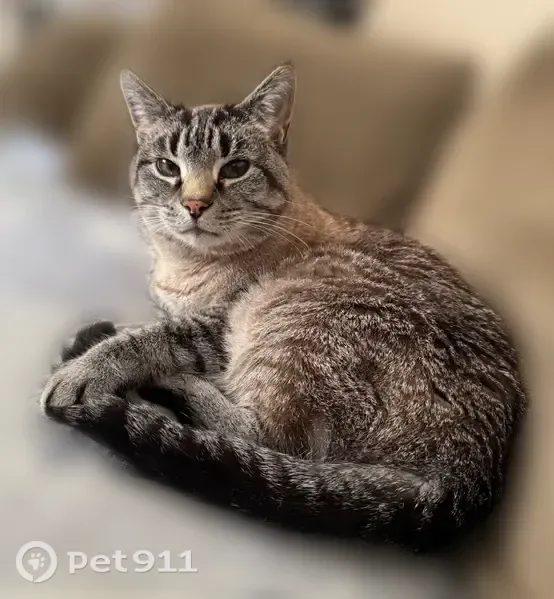 Lost male cat, Scarsdale Drive, 5102, Kettering — grey with blue eyes - photo