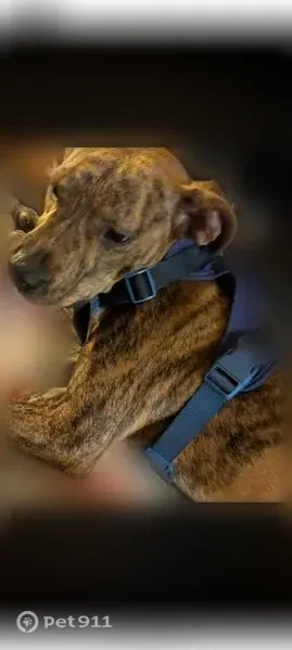 Lost female dog, Buffalo Bayou North Trail, Houston — two gray patches on back - photo