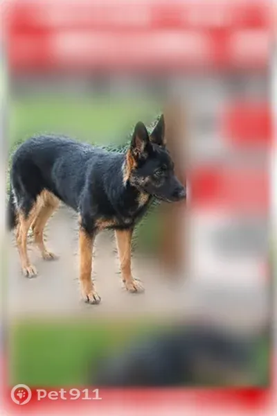 Lost female dog, Bobby Faucette Road, 1492, Jonesville - photo