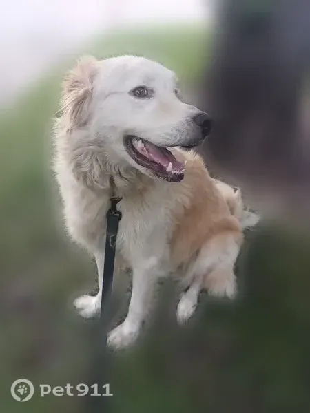 Lost dog, Columbia Avenue, 4712, Dallas — male Great Pyrenees - photo