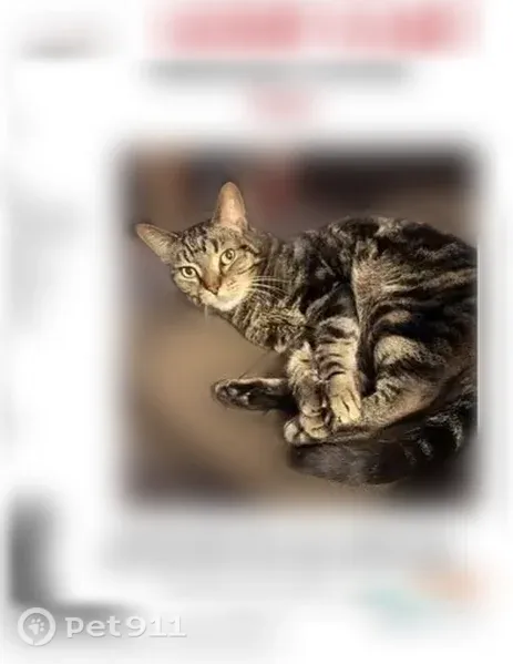 Lost cat, Inverness Avenue, 499, Delaware, Delaware — male, 10-year-old tabby - photo