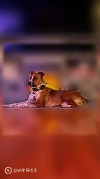 Lost male dog, South Toby Creek Road, 23, Barnwell — brown with white chest stripe - photo