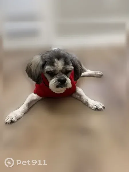 Lost male dog, South Lily Drive, 893, Fruit Heights — gray/white Shih Tzu with cloudy eyes - photo