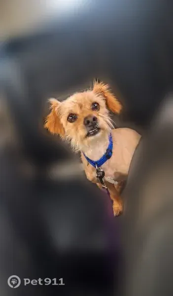 Lost Dog, Road 3958, Farmington — male with a blue collar - photo