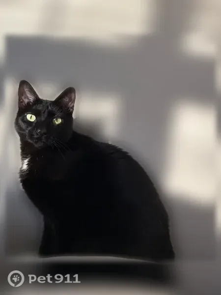 Lost cat, Owen Boulevard, Charlotte, Arlington — black short-haired female with green eyes - photo