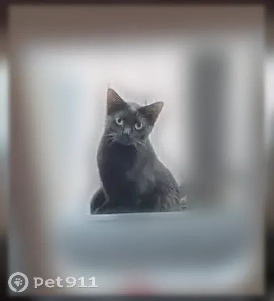 Lost cat, Brighton Road, 128, Howell — male black shorthair, very skittish - photo
