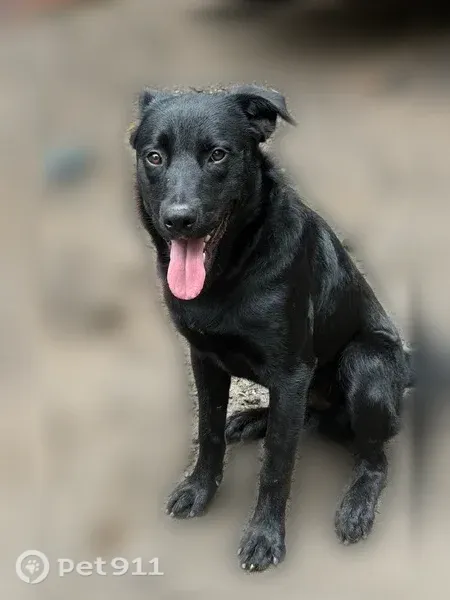 Lost dog, Damascus, Virginia, Nashville — male with a white chest patch - photo