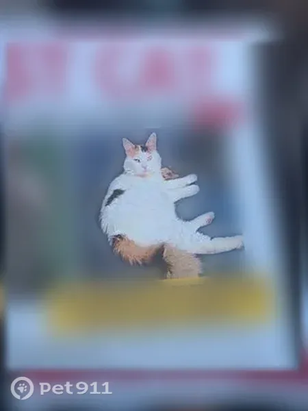Lost cat, Mulberry Drive, 828, Columbus — missing top canine teeth - photo