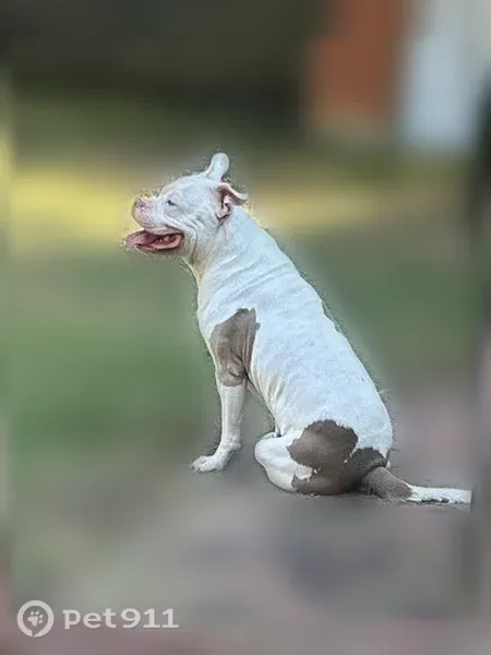 Lost dog, Richmond Drive, 2511, Arlington — friendly but cautious - photo