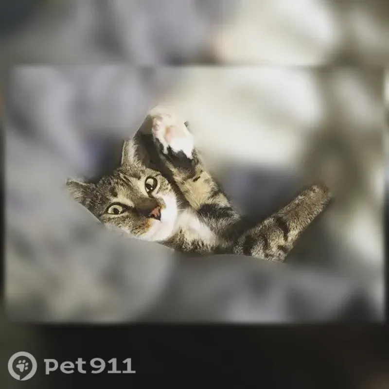 Lost cat, Analomink Street, 198, East Stroudsburg — female, friendly and tiny - photo