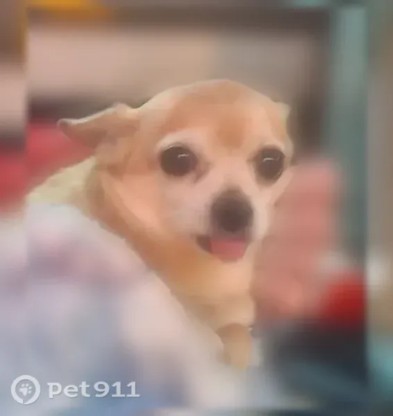 Lost Dog, East Aire Libre Avenue, 2599, Phoenix, Tempe — female with tongue sticking out - photo