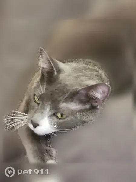 Lost cat, Hodgenville Road, 1771, Elizabethtown, Nashville — grey-and-white male - photo