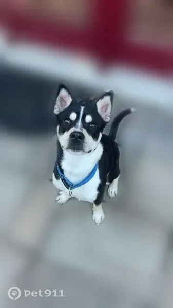 Found dog, male, Mann Road, 7381, Indianapolis — black and white, pointed ears - photo