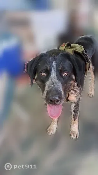Lost dog, Tiger Creek Road, 1153, Roan Mountain, Boone — male blue tick hound mix - photo