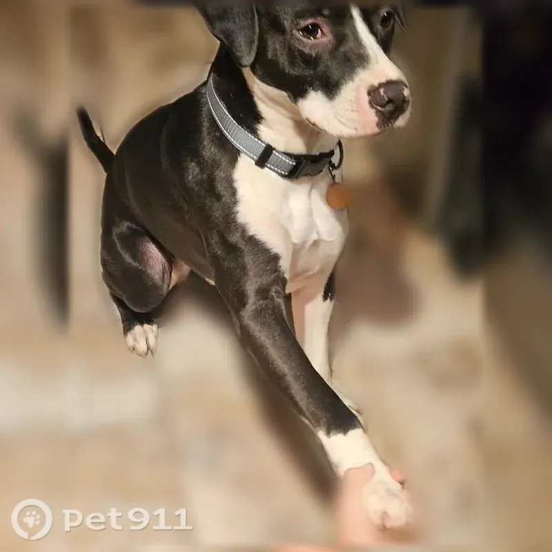 Lost dog, Oaklawn Drive, 5006, North Little Rock, Sherwood — male and female mutts - photo