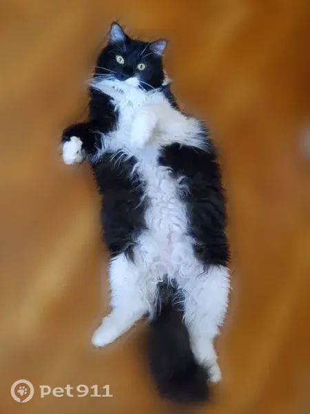Lost cat, Ward Place, 31, Hartford, Franklin — female domestic kitten - photo