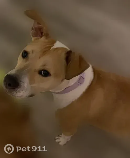 Lost Dog, West 136th Street, 2898, Ashland, Grant — white with brown spots - photo