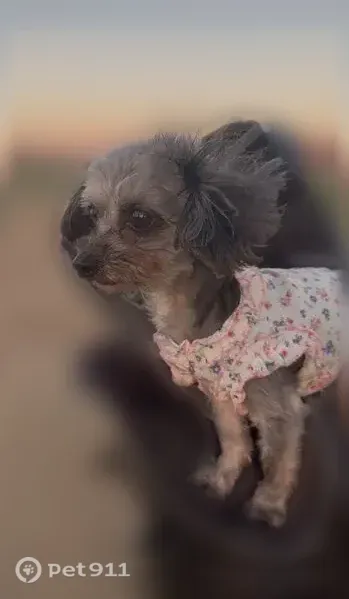 Lost female dog, Compton, California, Hawthorne — grey/silver 8-year-old Yorkie Poo mix - photo