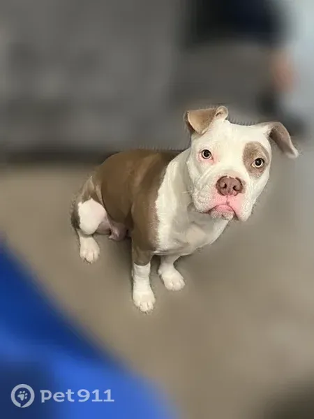 Lost dog, Rancocas Road, 598, Westampton Township, Philadelphia — female, brown-and-white with a spot over one eye - photo