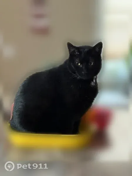 Lost male cat, Westfield Street, 2275, West Springfield — all black - photo