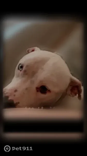 Lost dog, Kinmore Street, 3303, Dallas — male white pit bull with one blue and one grey eye - photo