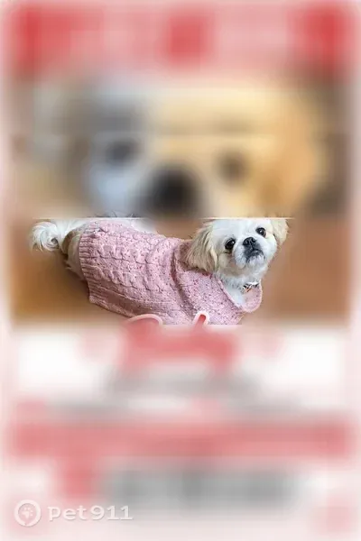 Lost dog, Tamiment, Pennsylvania, East Stroudsburg — female Pekingese with an overbite - photo