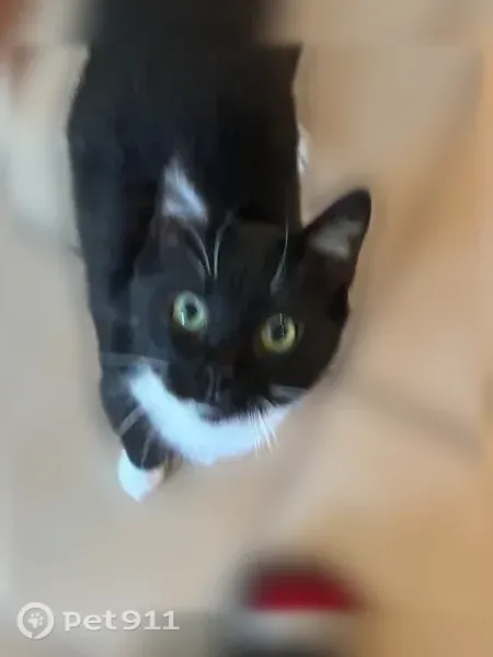 Lost male cat, Northwest 26th Street, 2036, Oklahoma City — black and white with green eyes - photo