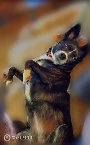 Lost dog, female, Hemlock Street, 2314, Joliet — wearing a purple harness and leash - photo
