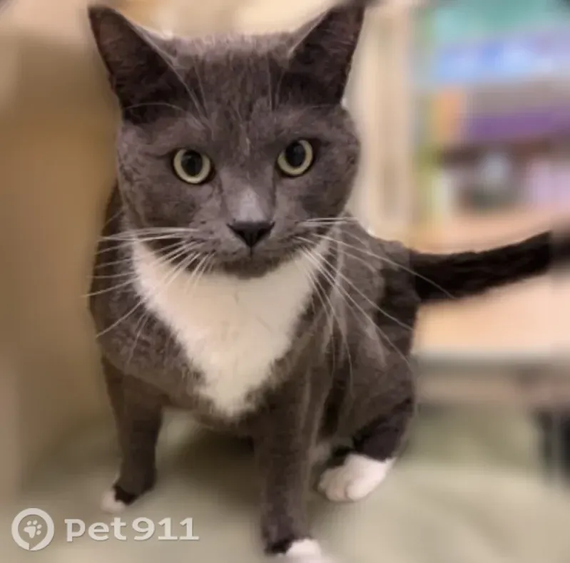 Lost cat, Orchard Trails Drive, 86, Orono — male gray cat with white mittens - photo