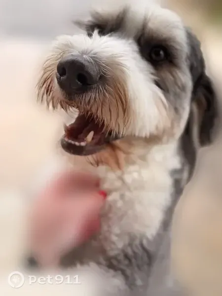 Lost male dog, Jordan Road, Pleasant Hill, Greer — shy Bernedoodle named Oliver - photo