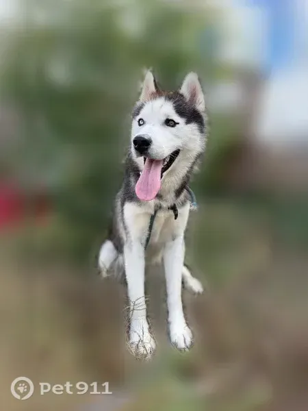Lost dog, Bagwell Road, 108, Wyatts Chapel, Dover — white Siberian husky - photo